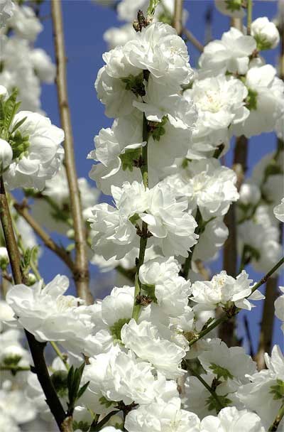 ハナモモの花(その2)