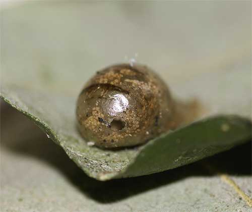 コバチの出て来たヒラタアブの囲蛹殻２