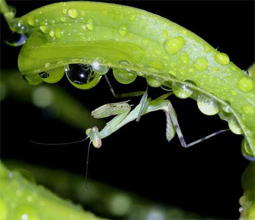 ハラビロカマキリの幼虫（２齢）３