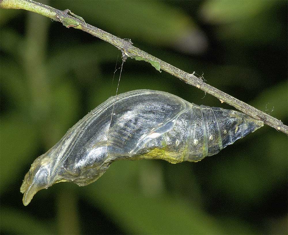 クロアゲハの蛹４