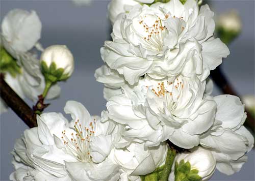 ハナモモの花(その3)