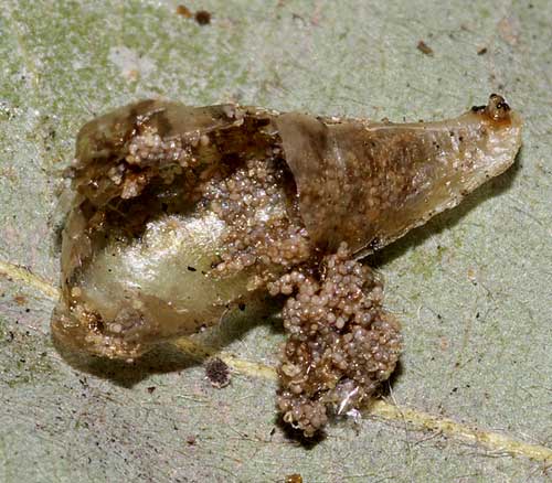 コバチの出て来たヒラタアブの囲蛹殻４