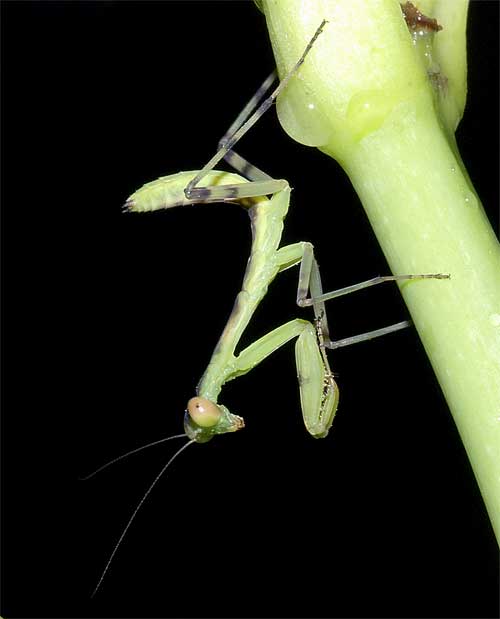 ハラビロカマキリの幼虫（２齢）４