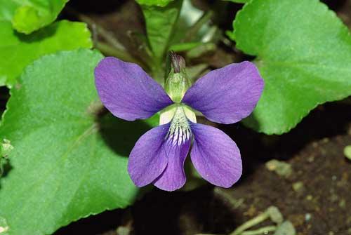 アメリカスミレサイシン（青色種）の花