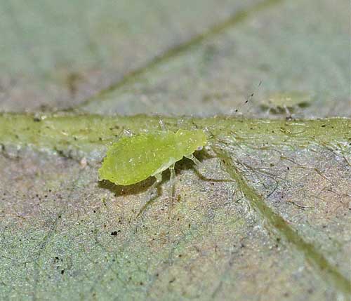 Tuberculatus sp. 無翅型