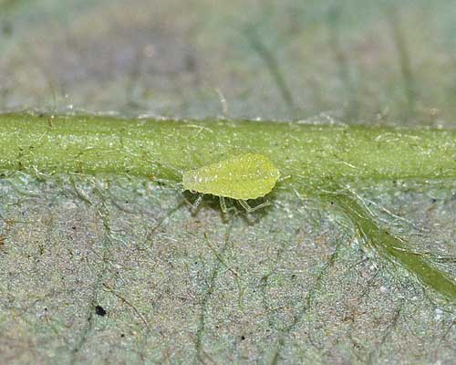 Tuberculatus sp.　幼虫