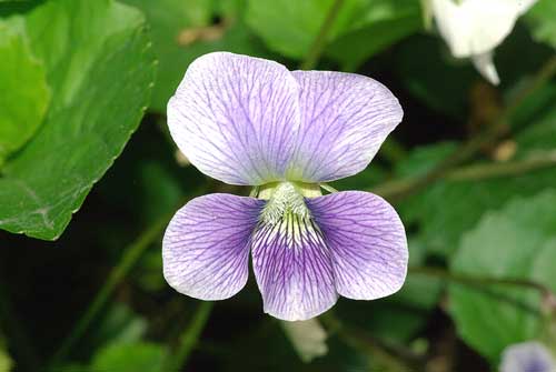 アメリカスミレサイシンの花