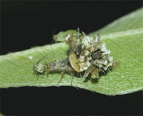 アブラムシを捕食するクサカゲロウの幼虫２