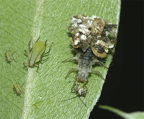 アブラムシを捕食するクサカゲロウの幼虫３