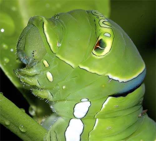 ナミアゲハの幼虫（終齢）５