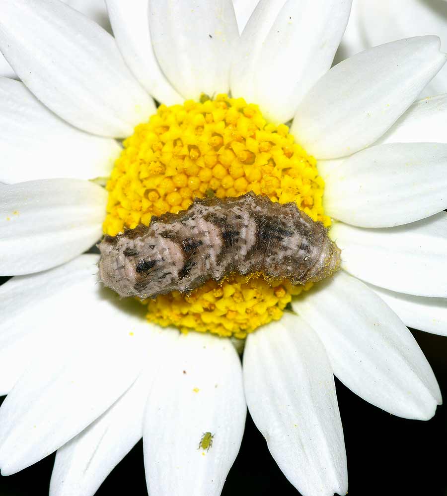 ノースポールの花上で日向ぼっこするクロヒラタアブの幼虫１