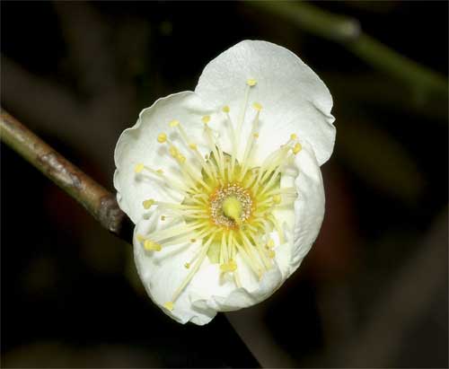 枝垂梅の花．雌蕊がある