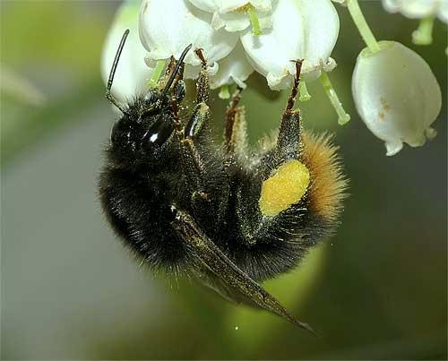 ブルーベリーの花に止まるコマルハナバチ（女王）