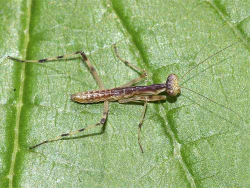 ハラビロカマキリの幼虫１