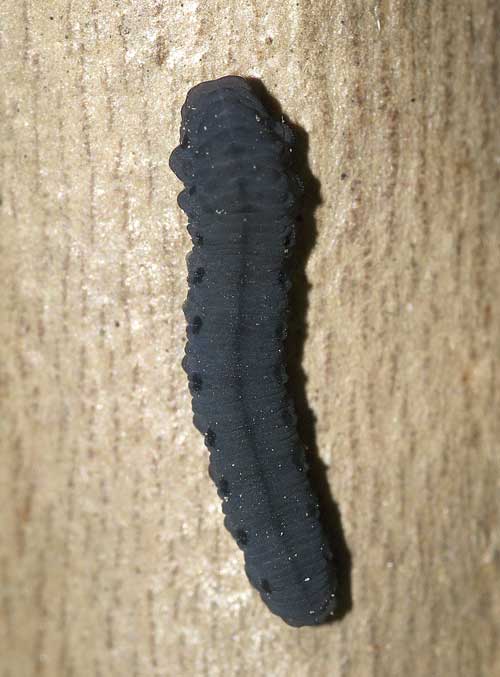 セグロカブラハバチの幼虫１