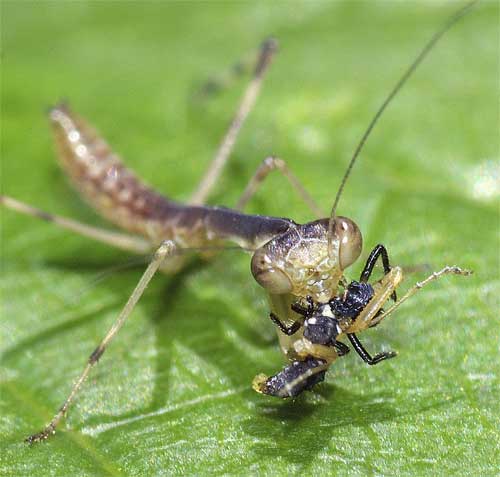 ハラビロカマキリの幼虫２