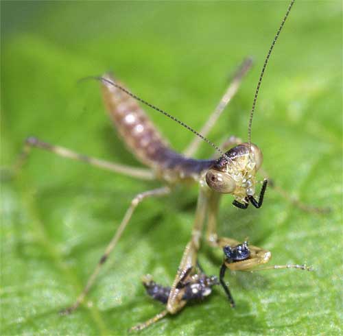 ハラビロカマキリの幼虫３