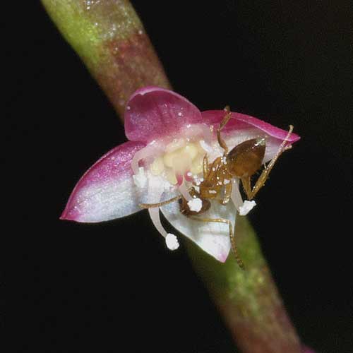 ミズヒキの花と蟻