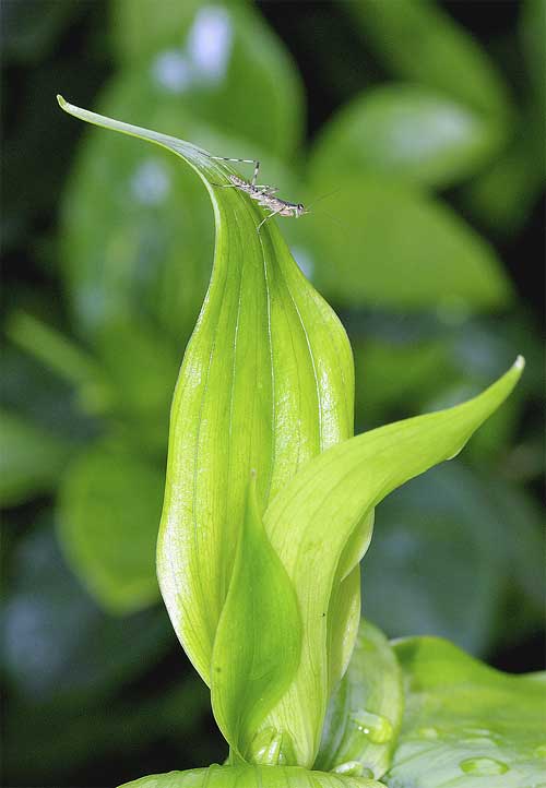 ハラビロカマキリの幼虫５