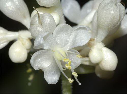 ヤブミョウガの花