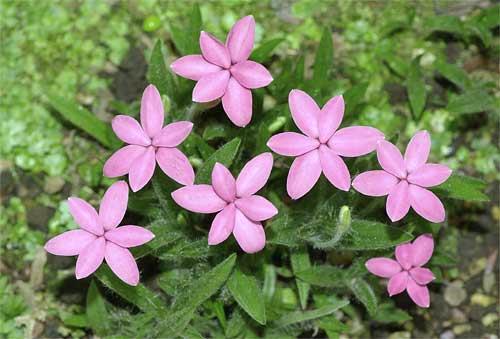 アッツザクラの花