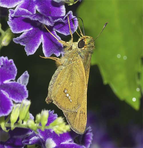 デュランタ・タカラズカで吸蜜するイチモンジセセリ