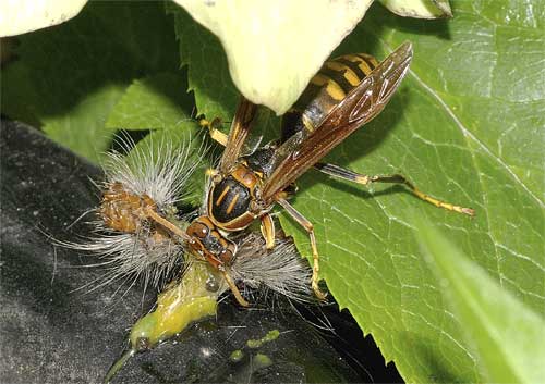 マイマイガの幼虫を処理するセグロアシナガバチ
