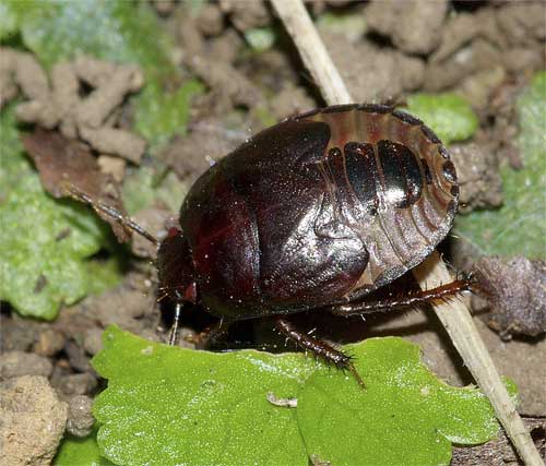 ツチカメムシの幼虫（５齢）２