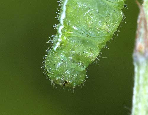 キチョウ終齢幼虫の頭部１