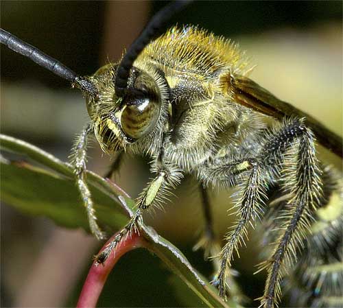 キンケハラナガツチバチの雄５