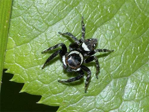 2ページ目の クモ 我が家の庭の生き物たち 都内の小さな庭で 楽天ブログ