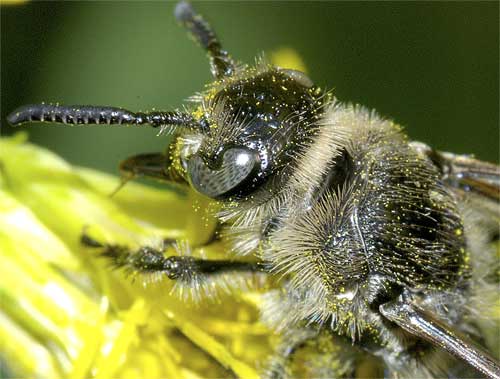 ヒメハラナガツチバチ（雌）６