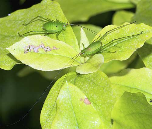 サトクダマキモドキの幼虫３＿２