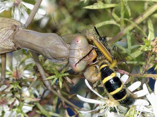 ハラビロカマキリ（捕食２）