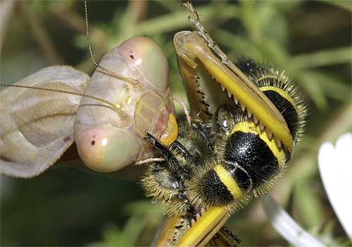 ハラビロカマキリ（捕食３）