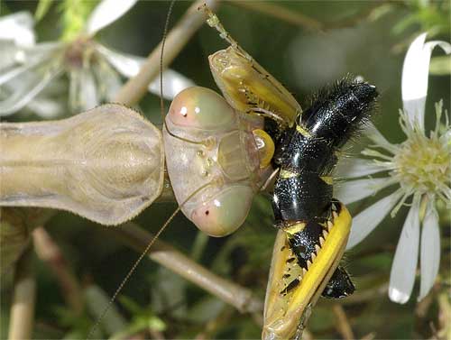 ハラビロカマキリ（捕食４）