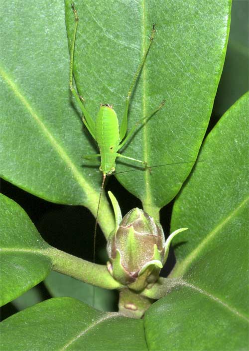 サトクダマキモドキの幼虫３＿４