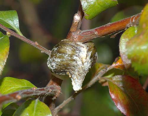 ハラビロカマキリの卵塊