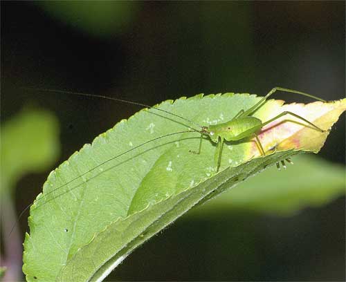 サトクダマキモドキの幼虫３＿５