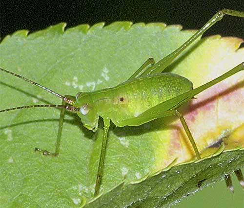 サトクダマキモドキの幼虫３＿６