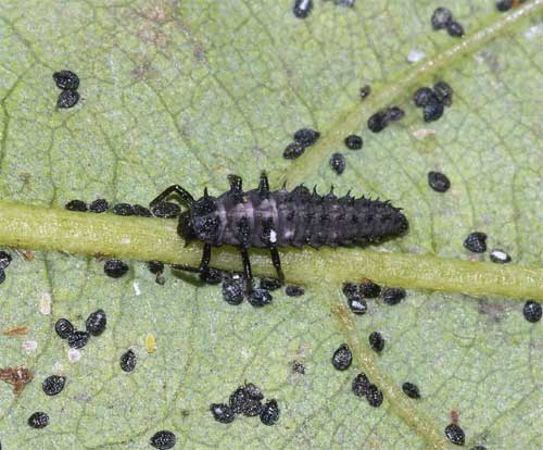 ムーアシロホシテントウ 幼虫と蛹 我が家の庭の生き物たち 都内の小さな庭で 楽天ブログ