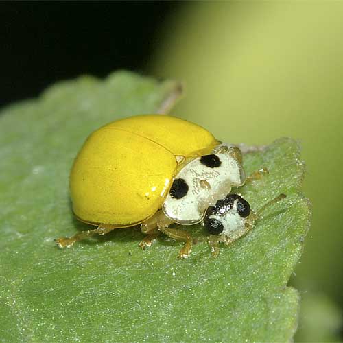 カビを食べるキイロテントウ