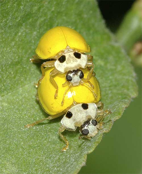 キイロテントウ 幼虫 蛹 成虫 交尾 我が家の庭の生き物たち 都内の小さな庭で 楽天ブログ