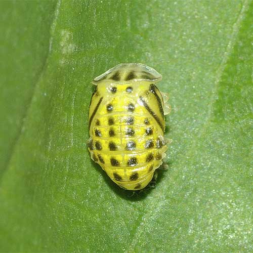 キイロテントウ 幼虫 蛹 成虫 交尾 我が家の庭の生き物たち 都内の小さな庭で 楽天ブログ