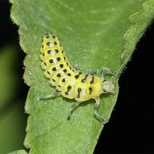 黴を食べるキイロテントウの幼虫