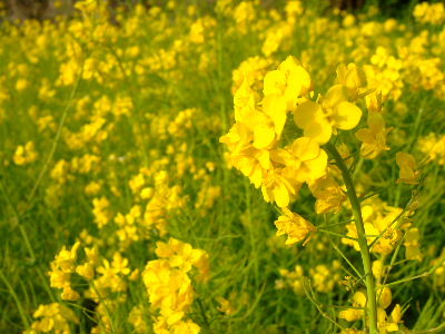 菜の花