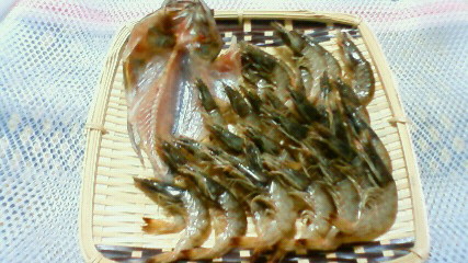 干物09020501