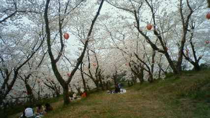 蛇ケ谷公園花見09032905