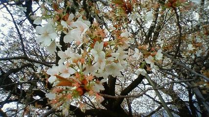 一心行の大桜5