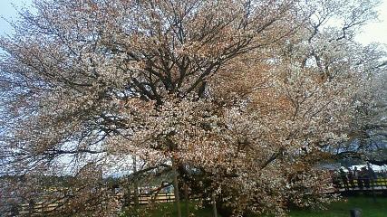 一心行の大桜6